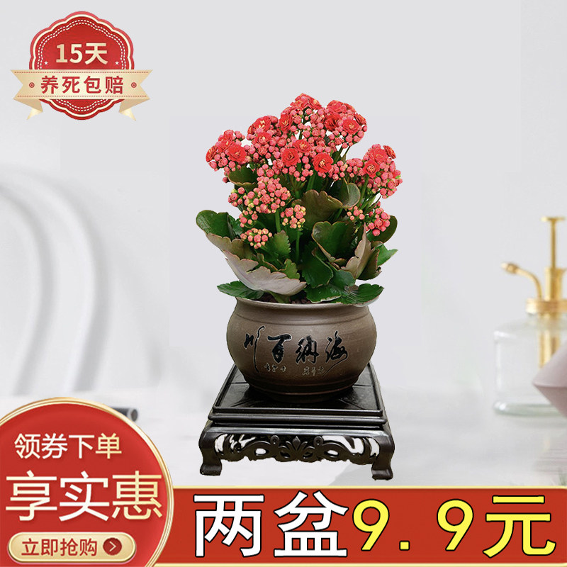 长寿花窗边办公室四季开花陶瓷盆
