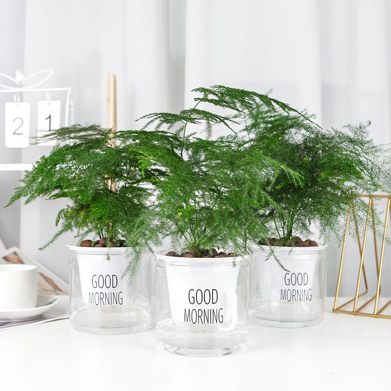 文竹植物室内四季常青好养活美观