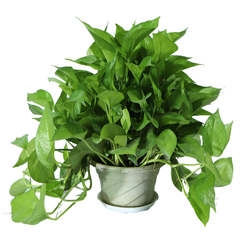 绿萝盆栽室内绿植花卉盆景四季常绿绿箩长藤大叶苗植物盆景