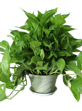 绿萝盆栽室内绿植花卉盆景四季常绿绿箩长藤大叶苗植物盆景