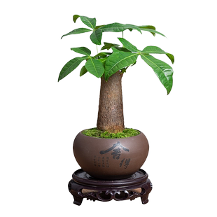 发财树盆栽绿植室内阳台耐旱好养活中式陶瓷小盆景四季常青招财树
