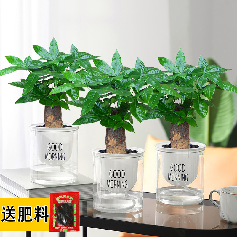 发财树水培盆景绿植花卉室内客厅好养四季常绿净化空气招财树寓意