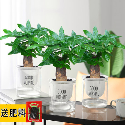 发财树水培盆景绿植花卉室内客厅好养四季常绿净化空气招财树寓意