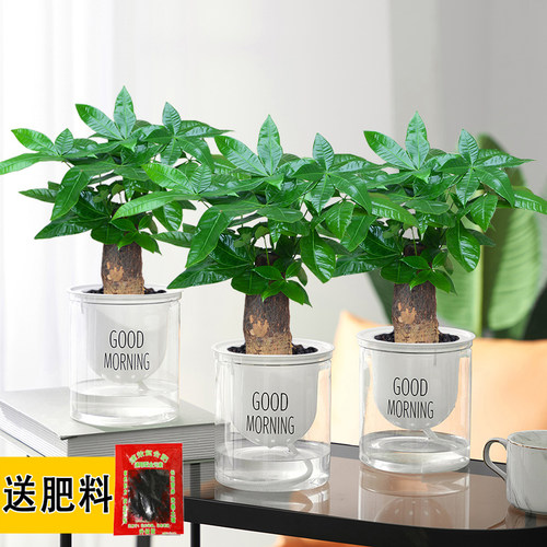 发财树室内办公四季常绿水培好养