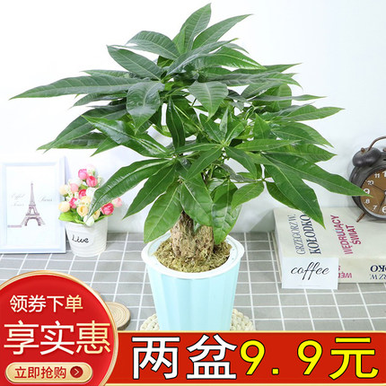 大叶发财树盆栽绿植物四季观赏花卉办公室内家居客厅摆放金摇钱树