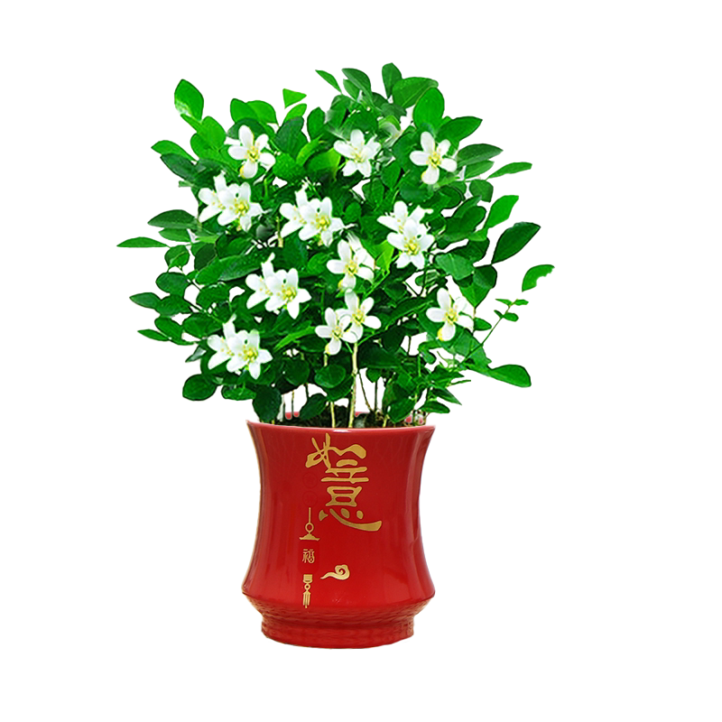 九里香室内四季芳香驱蚊好养易活