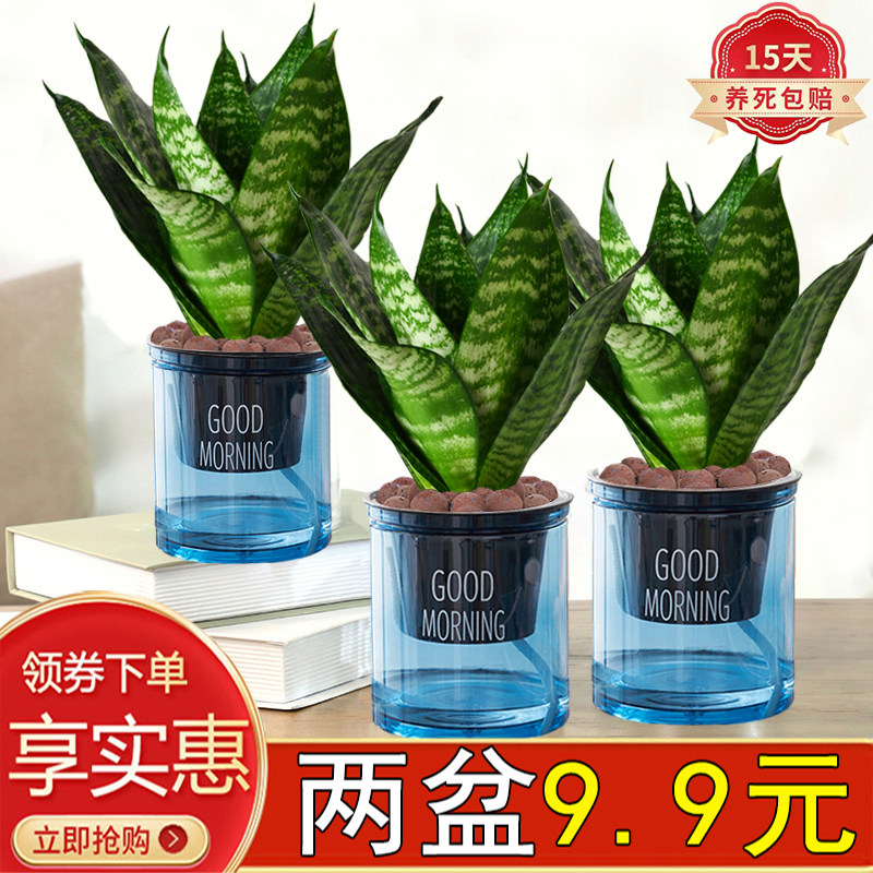 金边虎皮兰盆栽绿植青叶虎耳兰室内客厅懒人好养易活耐旱四季常青