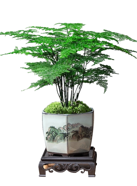 文竹植物室内四季常青好养活美观
