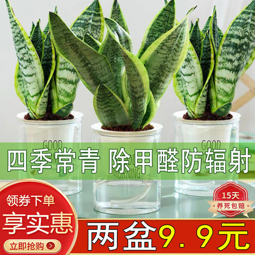 虎皮兰室内办公四季常青除甲醛