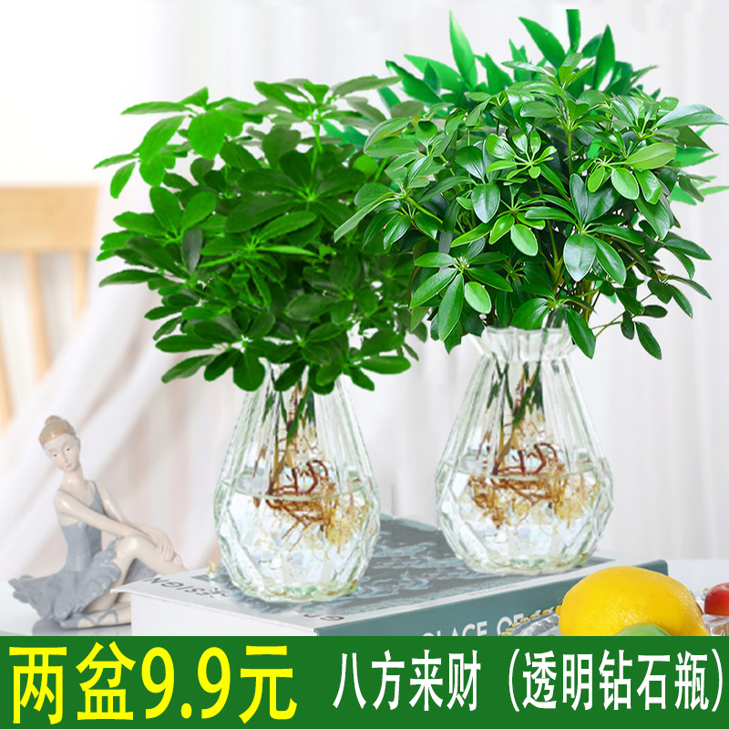 八方来财鸭脚木盆栽室内绿植盆景办公室懒人水培植物裸根绿植水养