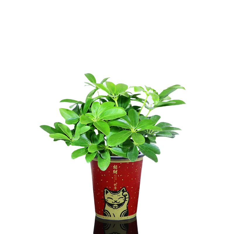 八方来财鸭脚木室内客厅办公好养水培吸水盆懒人盆栽绿植花卉常青
