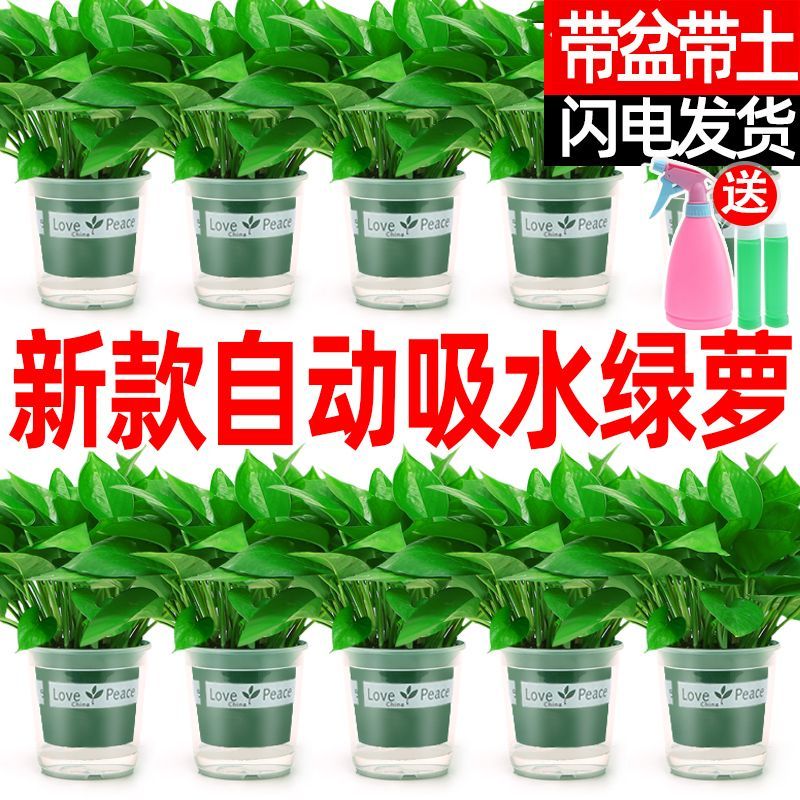 绿萝办公室客厅四季常青好养活