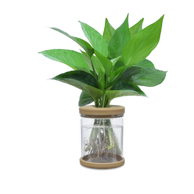 发财树栀子花盆栽花卉办公室内