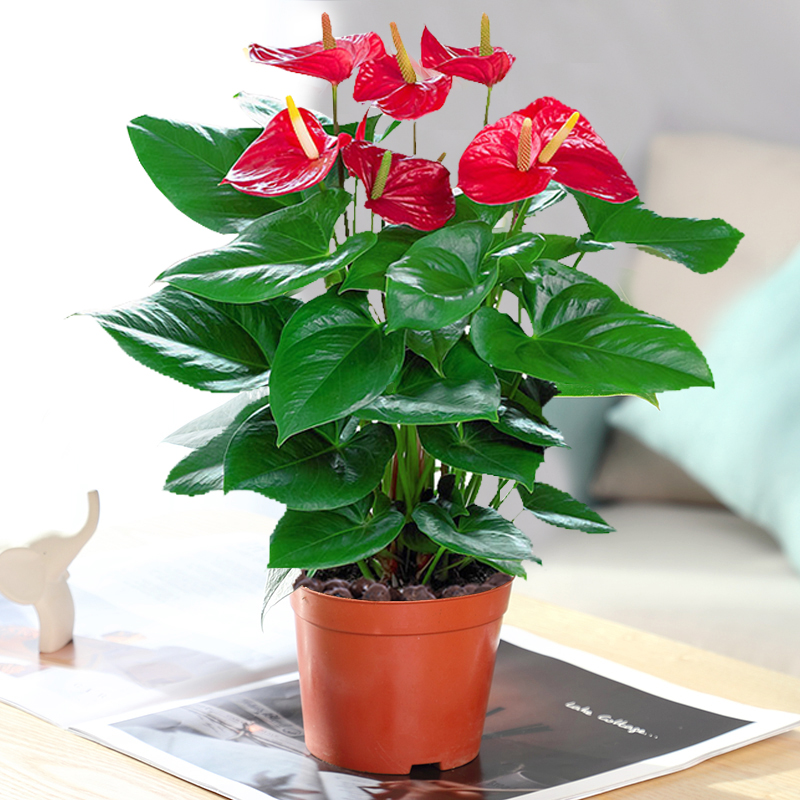 绿萝盆栽花卉大号原盆植物室内客厅好养护开花结果文竹发财树茉莉