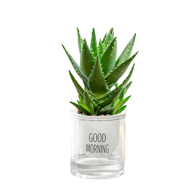 芦荟办公室客厅观赏陶瓷盆吸水盆