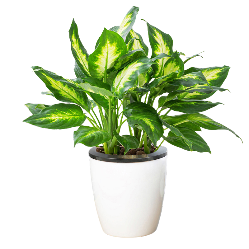 万年青陶瓷盆室内好养活小盆栽四季常青玛丽安粉黛绿叶办公室茶几