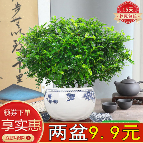 清香木室内客厅办公四季常青驱蚊