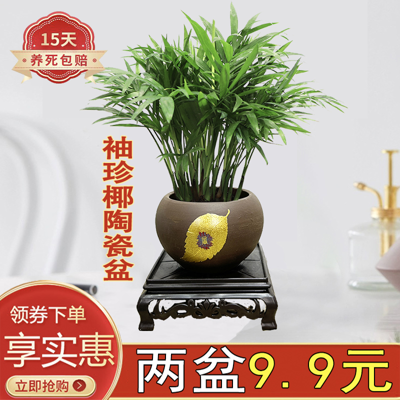 袖珍椰办公室卧室四季常青陶瓷盆