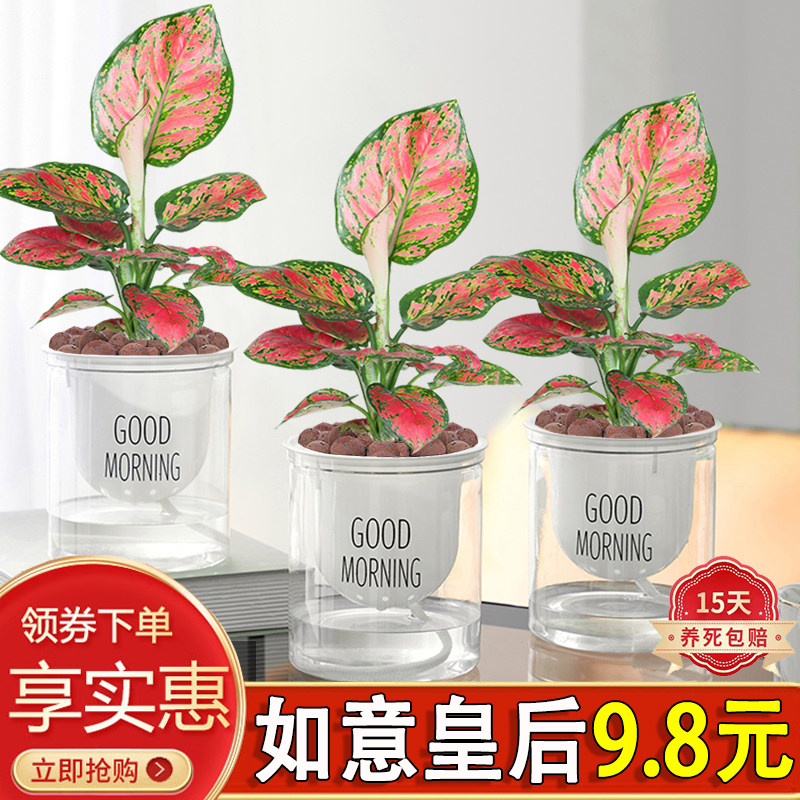 如意皇后盆栽绿植花卉好养活彩叶红火寓意美观懒人自吸盆景室内外