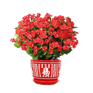 虎刺梅铁海棠花卉盆栽绿植室内阳台好养活红花开花美观陶瓷盆