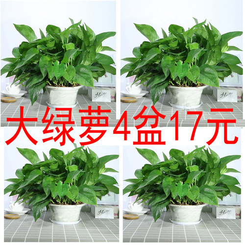 绿萝植物盆栽花卉办公室内
