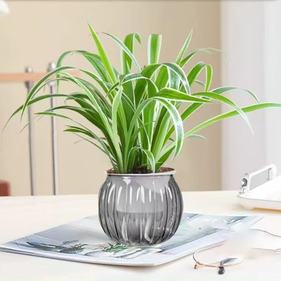 金边吊兰盆栽绿植花卉盆栽