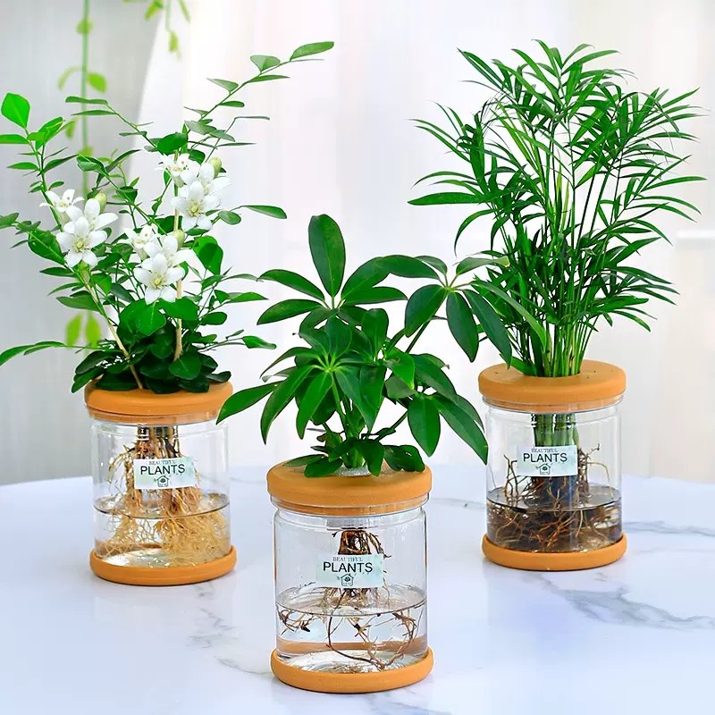 水培鸭脚木袖珍椰子绿植