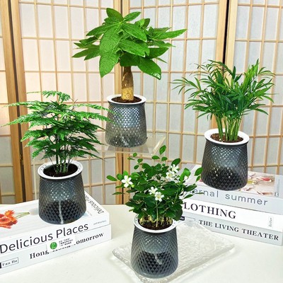 绿植室内植物净化空气四季常青
