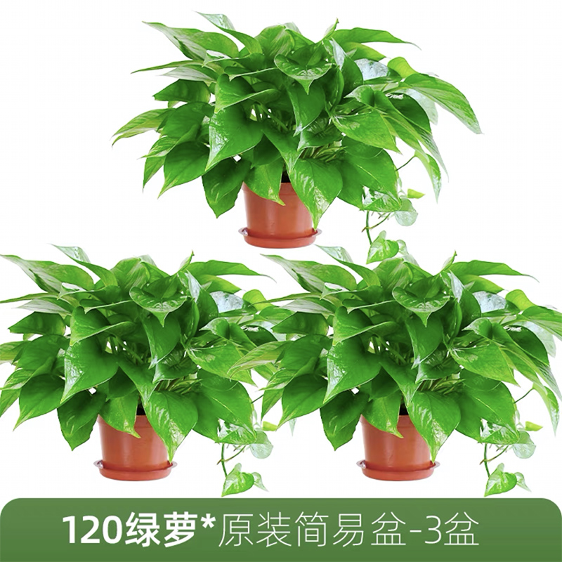 绿萝室内客厅四季好养