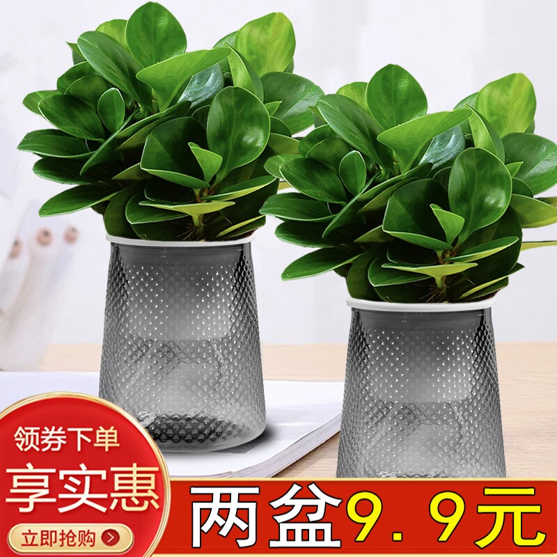 豆瓣绿碧玉盆栽绿植四季常青桌面宝贝净化空气美观绿叶室内好养活