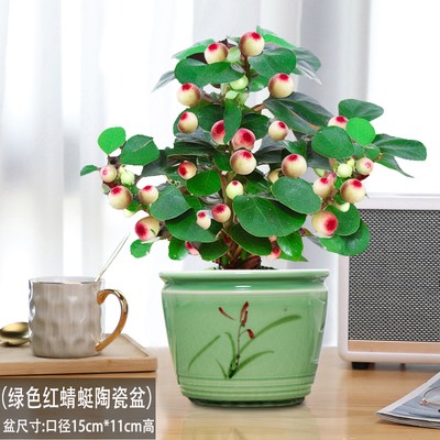 大盼菩提盆栽室内绿植中式禅意老桩菩提带果桌面办公茶桌盆栽树