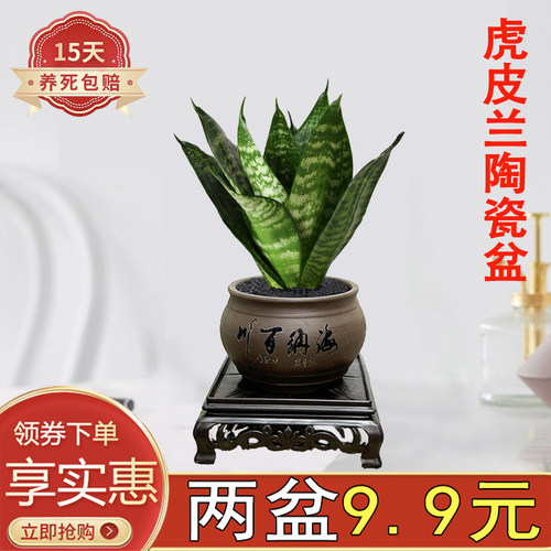 虎皮兰客厅卧室四季常青陶瓷盆