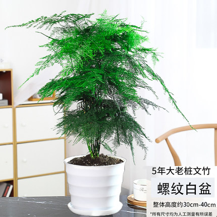 文竹绿植室内水土培好养活净化空气小盆栽植物四季常青办公室客厅