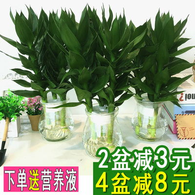 观音竹水培植物富贵竹步步高绿植绿萝盆栽室内水养栀子花卉发财树