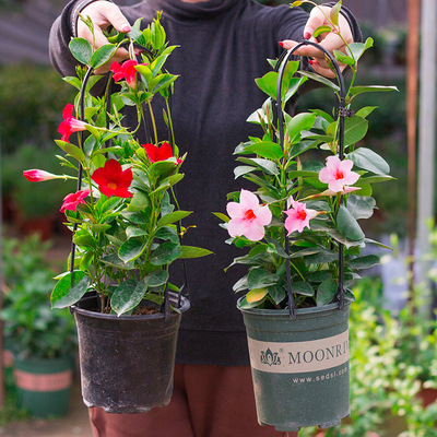 基地万里飘香藤花苗双喜藤四季开花卉攀爬藤绿植盆栽室内阳台带花