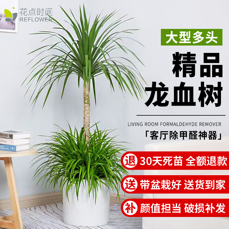 旺宅龙血树客厅绿植老桩多头龙须龙铁树室内绿植大型落地植物盆栽