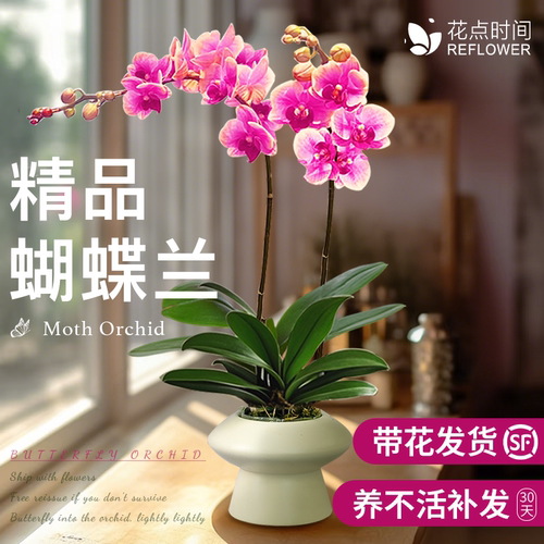 精品蝴蝶兰带花发货养不活包赔