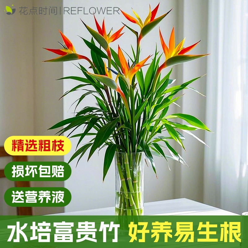 富贵竹天堂鸟花水培植物竹子旺宅绿植节节高室内花卉客厅送礼盆景