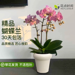 花点时间蝴蝶兰盆栽带花精品绿植双剑兰花带花苞花卉盆栽真年宵花
