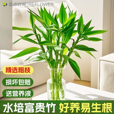 花点时间富贵竹水培植物竹子旺宅绿植节节高室内花卉客厅送礼盆景