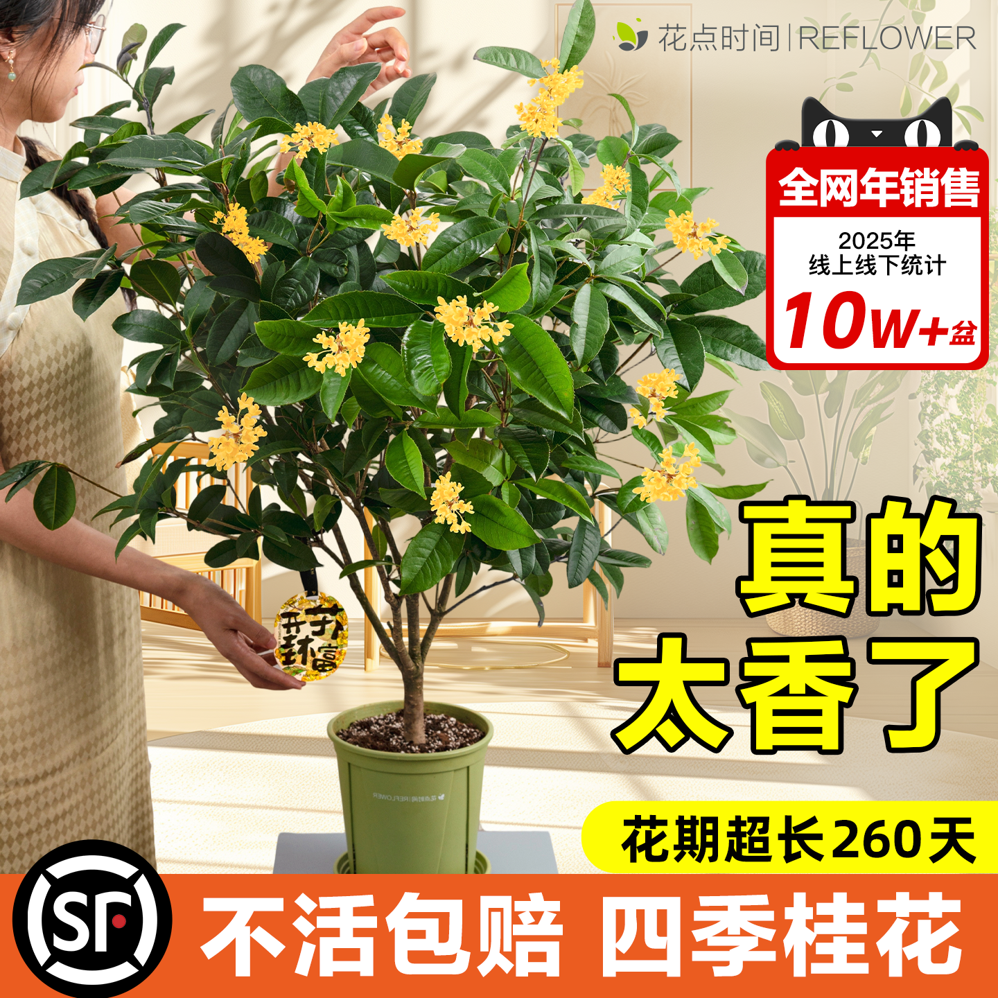 花点时间四季桂盆栽桂花