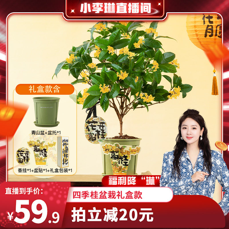 【小李琳直播】花点时间四季桂花盆栽植浓香阳台四季开花容易养活怎么看?