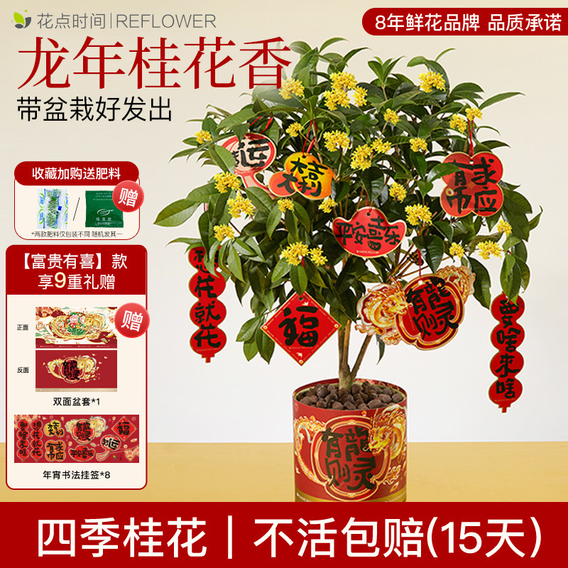 花点时间2024龙年四季桂花室内盆栽植物绿植海棠蝴蝶兰铃兰草春节