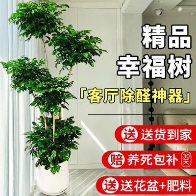 幸福树大型绿植盆栽客厅清新空气