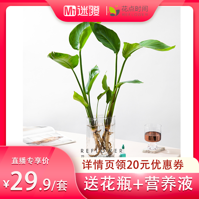 花点时间水培四件套盆栽绿植室内天堂鸟办公室桌面龟背竹水培植物使用感如何?
