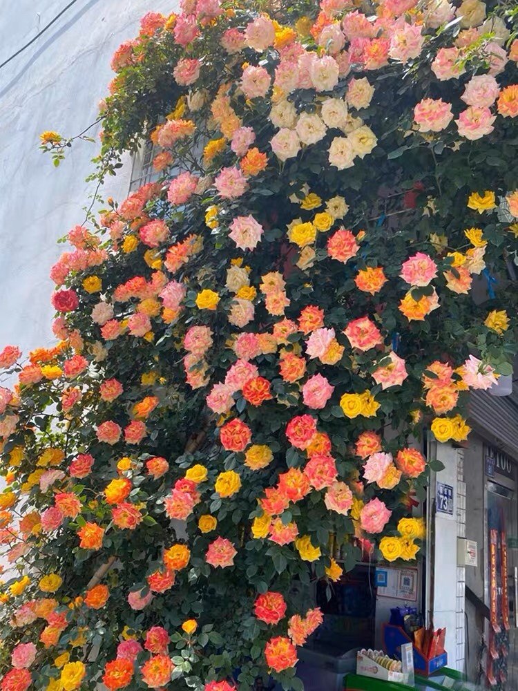 藤彩虹藤本月季花苗盆栽爬藤植物四季开花卉阳台庭院玫瑰蔷薇爬墙