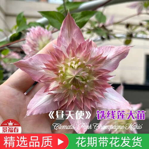 昼天使铁线莲苗重瓣奶白大花南北