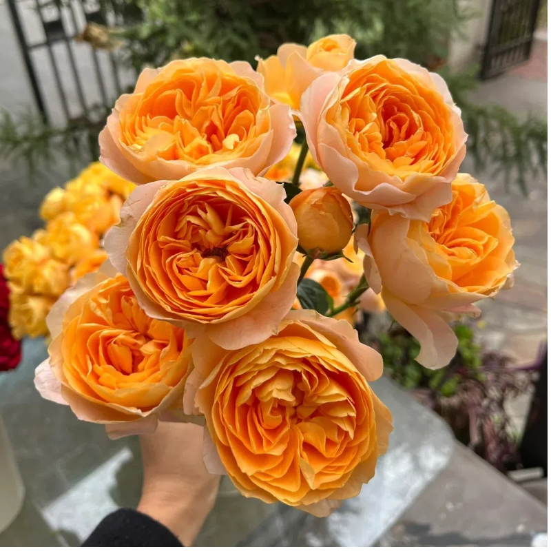 果汁阳台月季花苗灌木大花盆栽室内红果汁阳台多头玫瑰花苗棒棒糖,鲜花速递/花卉仿真/绿植园艺,月季/蔷薇/玫瑰,淘宝优惠券,粉丝福利购,淘宝优惠卷