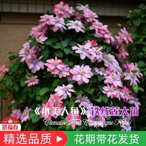 阳台庭院爬藤造景首选