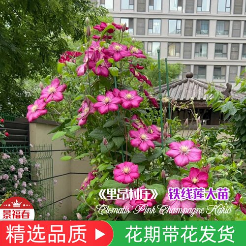 铁线莲里昂村庄三类重剪洋红大花丰花爆花强抗病耐热耐寒无需春化